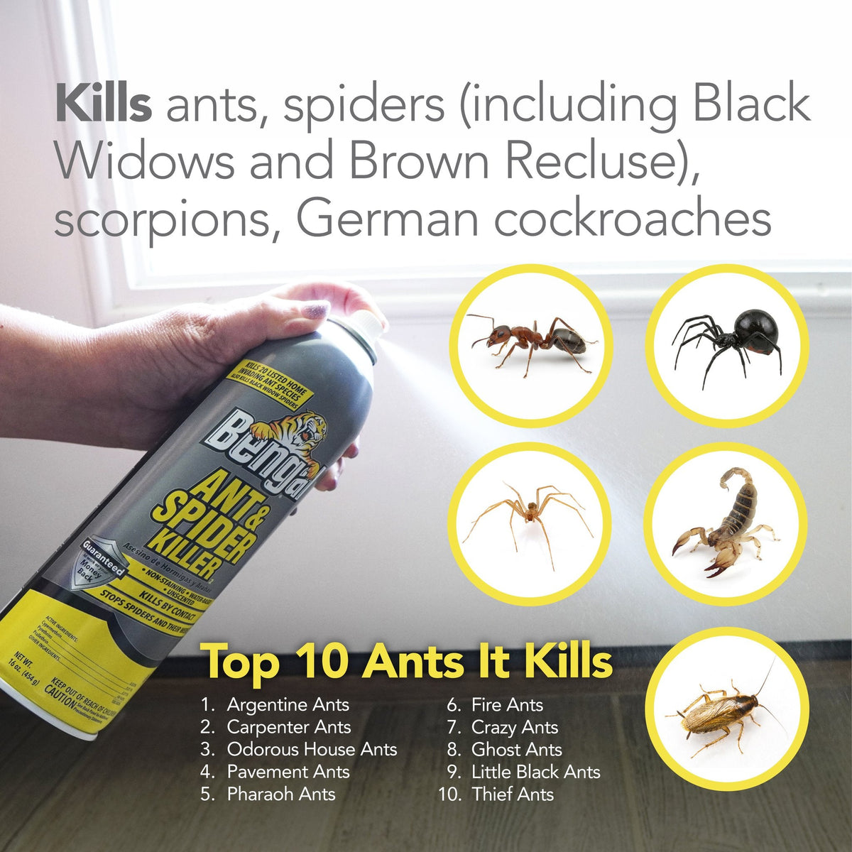 Bengal Ant & Spider Killer insects it kills