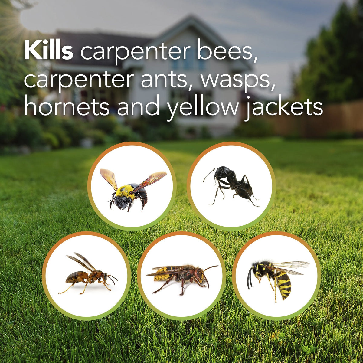 Bengal Carpenter Bee & Ant Killer insects it kills